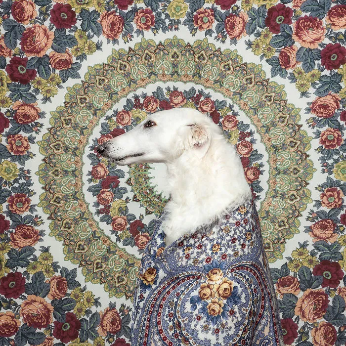 We Explore The Uniqueness Of Different Dog Breeds And Their Beautiful Personalities (17 New Pics)