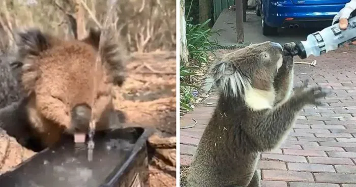 After One Koala Dies Due To Being Given Water Improperly, Vets Explain How To Do It Right