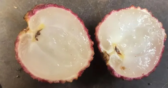 Having Spent $5,000 19 Years Ago On A Lychee Tree From China, This Farmer Has Successfully Bred Seedless Lychees From It