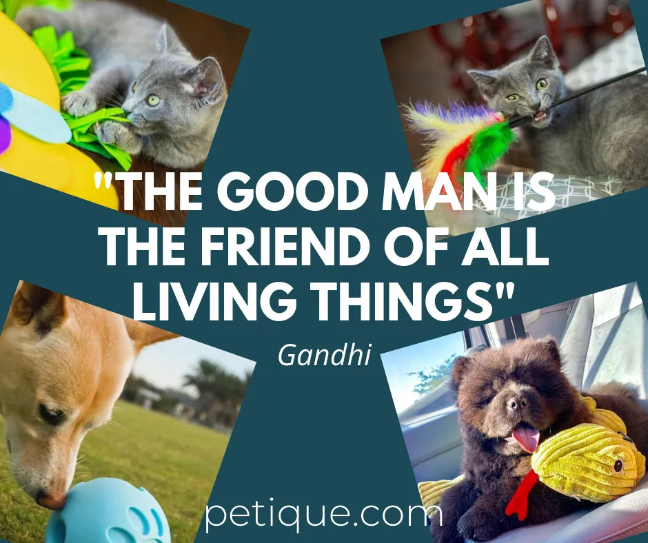 Let Us Respect And Protect Every Living Being