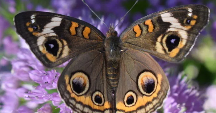 I Photograph Butterflies