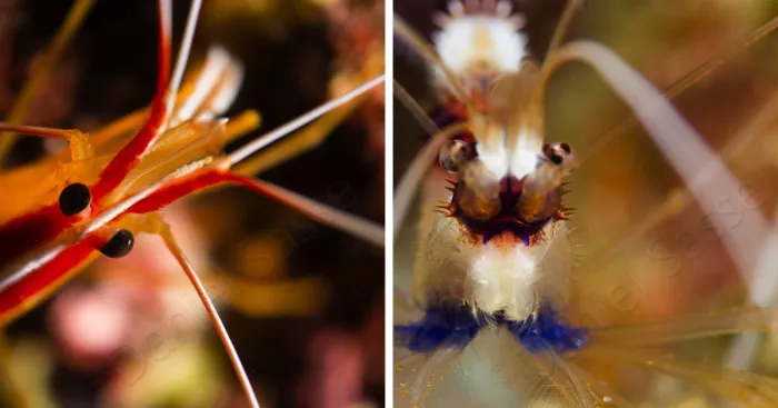 I Do Underwater Photography And It's Not Easy