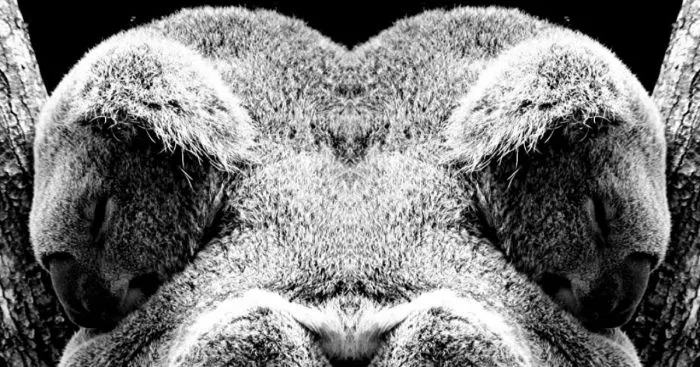 I Mirrored Koalas To Make People Reflect