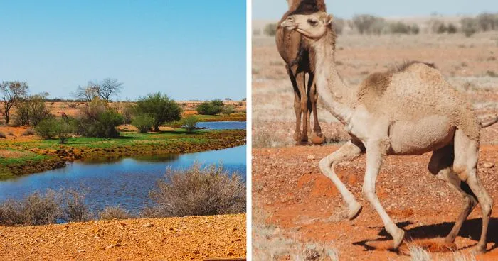 I Captured Death And Life In The Australian Outback [Warning: Graphic Content]