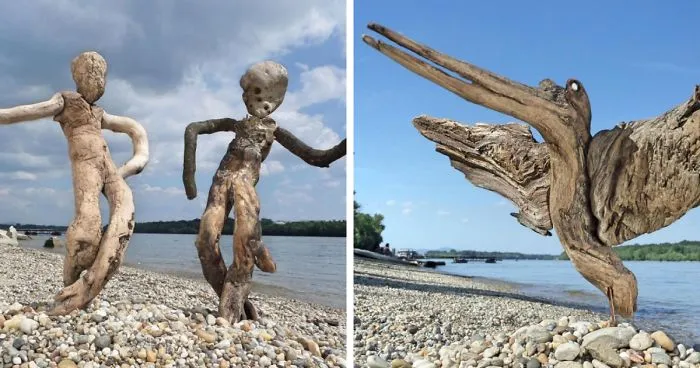 The Reincarnation Of Driftwood
