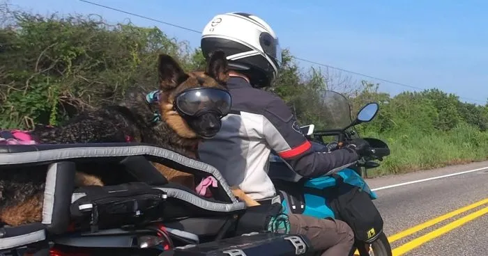 My German Shepherd Dog Is My Motorcycle Copilot