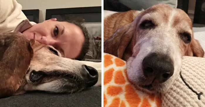 The Story Of The Beautiful Basset Hound Named Birdie