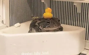 Woman Keeps Photographing Her Toad Doing Human-Like Things In Her Dollhouse And People Are Loving The Pics And The Captions