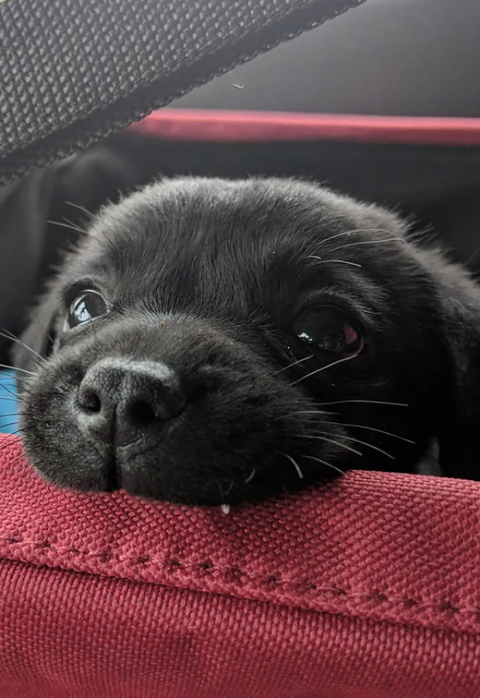 Esta comunidad online comparte las fotos más divertidas de perros enseñando los dientes (30 imágenes)