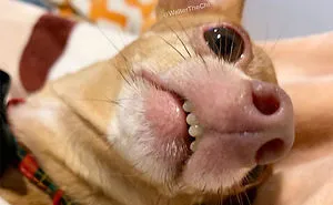 This Online Community Shares The Silliest Dog Photos Where Their Teeth Are Visible In A Funny Way (30 Pics)