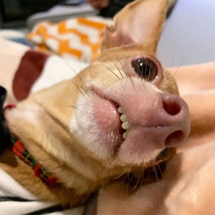 Funny-Dog-Teeth-Toofers