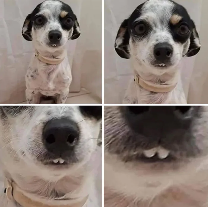 Esta comunidad online comparte las fotos más divertidas de perros enseñando los dientes (30 imágenes)