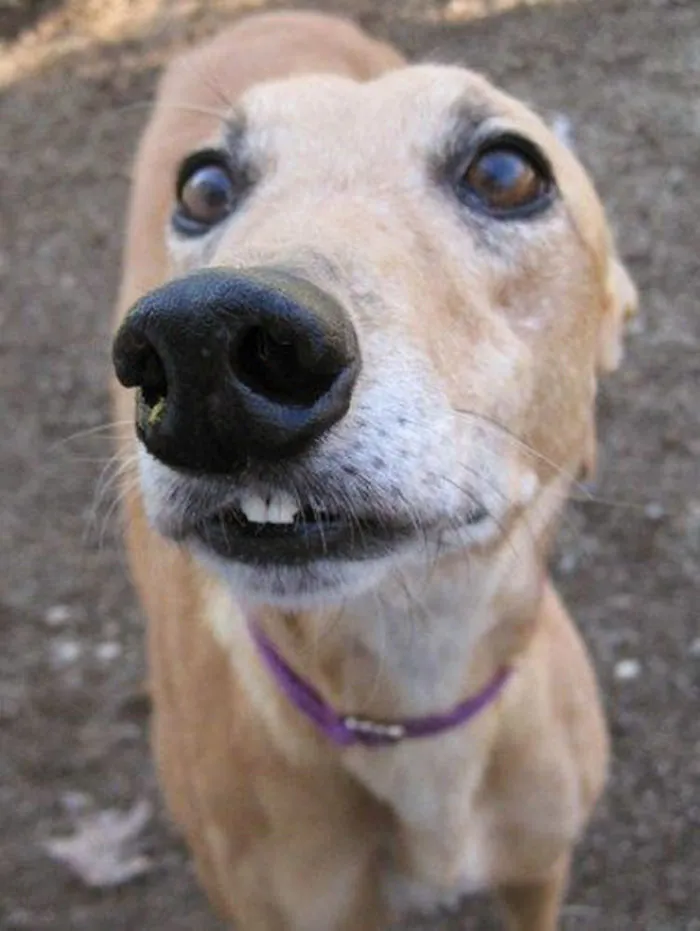 Esta comunidad online comparte las fotos más divertidas de perros enseñando los dientes (30 imágenes)