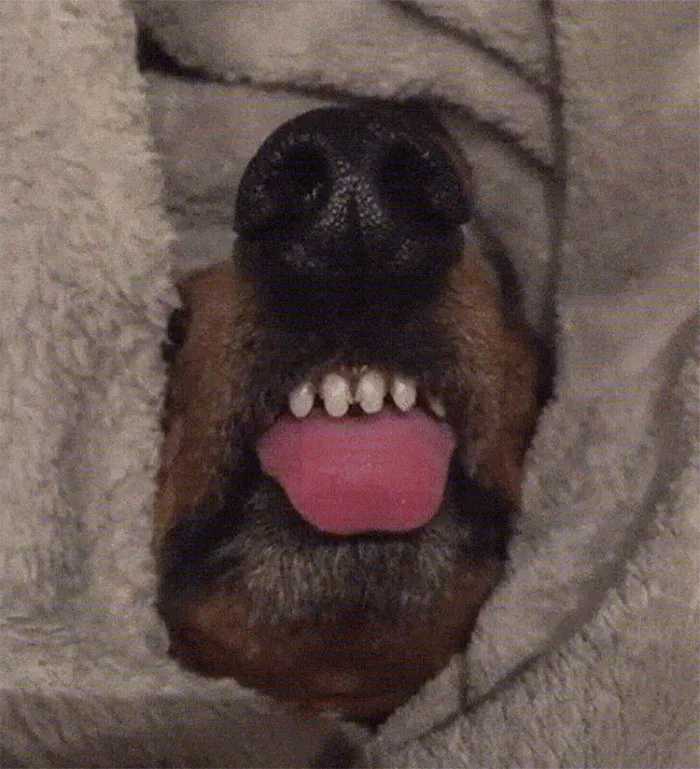Esta comunidad online comparte las fotos más divertidas de perros enseñando los dientes (30 imágenes)