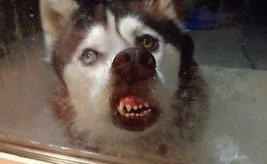 This Online Community Shares The Silliest Dog Photos Where Their Teeth Are Visible In A Funny Way (30 Pics)