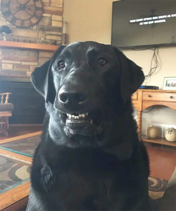 This Online Community Shares The Silliest Dog Photos Where Their Teeth Are Visible In A Funny Way (30 Pics)