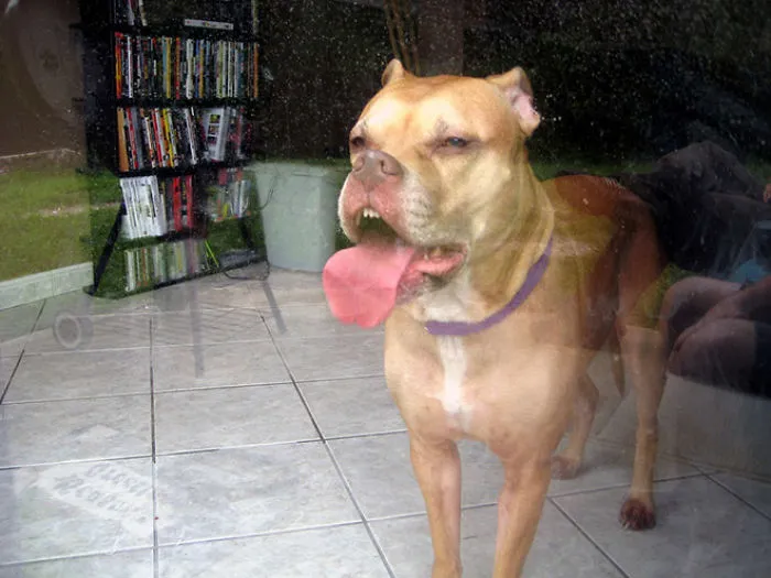 This Online Community Shares The Silliest Dog Photos Where Their Teeth Are Visible In A Funny Way (30 Pics)