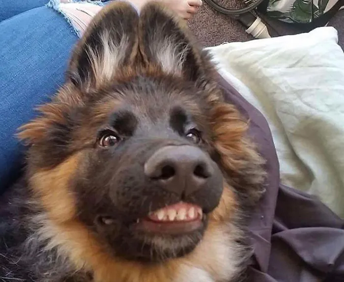 Esta comunidad online comparte las fotos más divertidas de perros enseñando los dientes (30 imágenes)