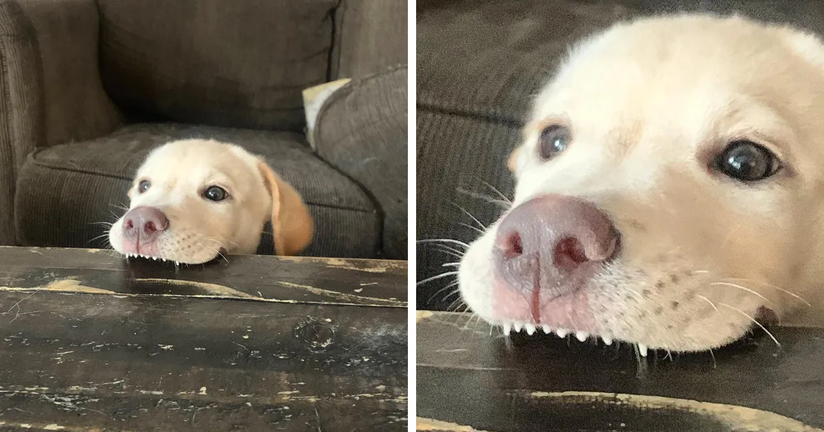 Esta comunidad online comparte las fotos más divertidas de perros enseñando los dientes (30 imágenes)