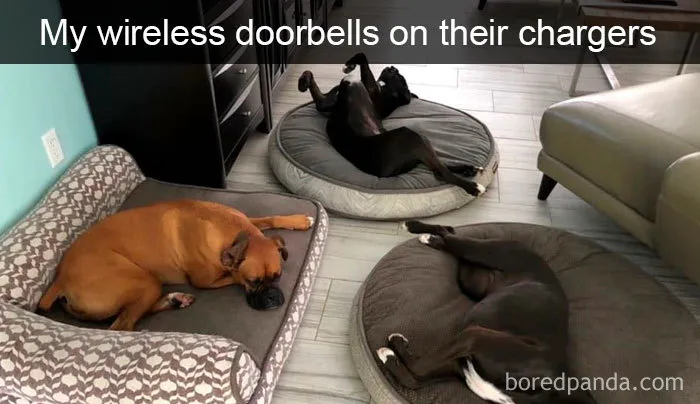40 Funny And Cute Dog Snapchats That Will Hopefully Make Your Day