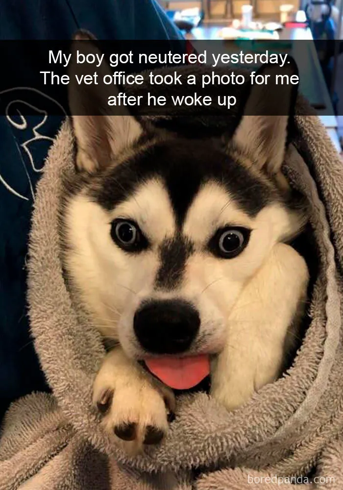 40 Funny And Cute Dog Snapchats That Will Hopefully Make Your Day
