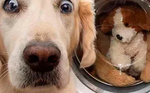 40 Funny And Cute Dog Snapchats That Will Hopefully Make Your Day