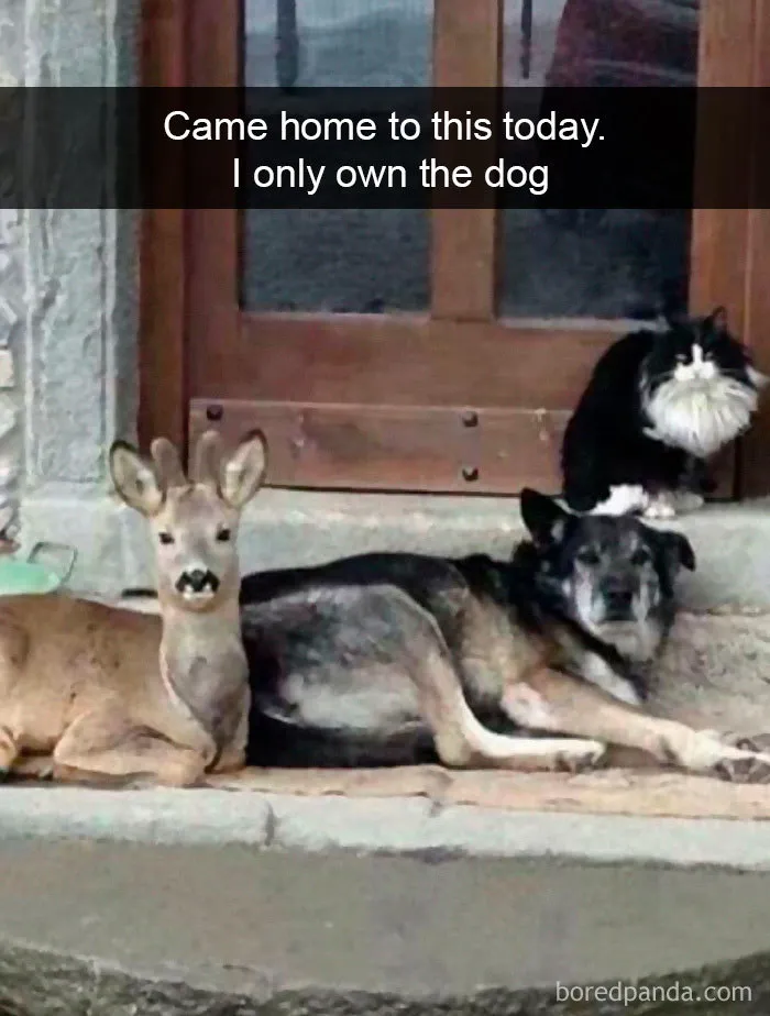 40 Funny And Cute Dog Snapchats That Will Hopefully Make Your Day