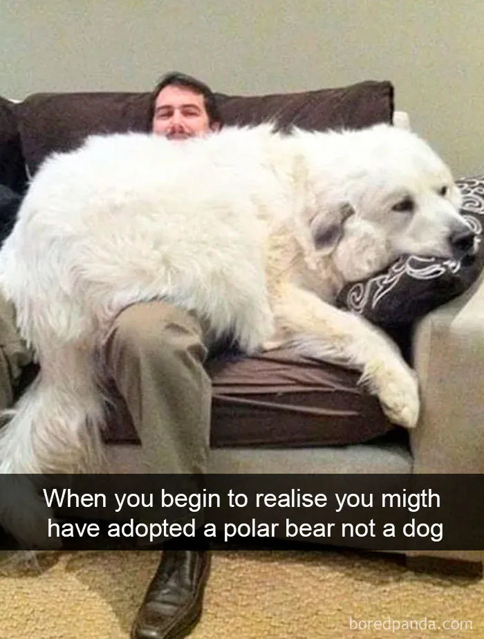 40 Funny And Cute Dog Snapchats That Will Hopefully Make Your Day