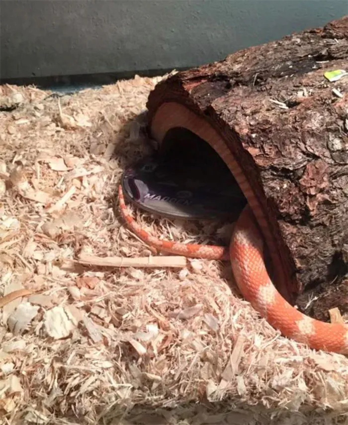 Wouldn’t Help With The Housework; Weeks Of Begging For Help (Because He Lives Here Too) And Picking Up After Him, I Had Put His Game In With My Snake Since I Knew He Was Afraid Of Her