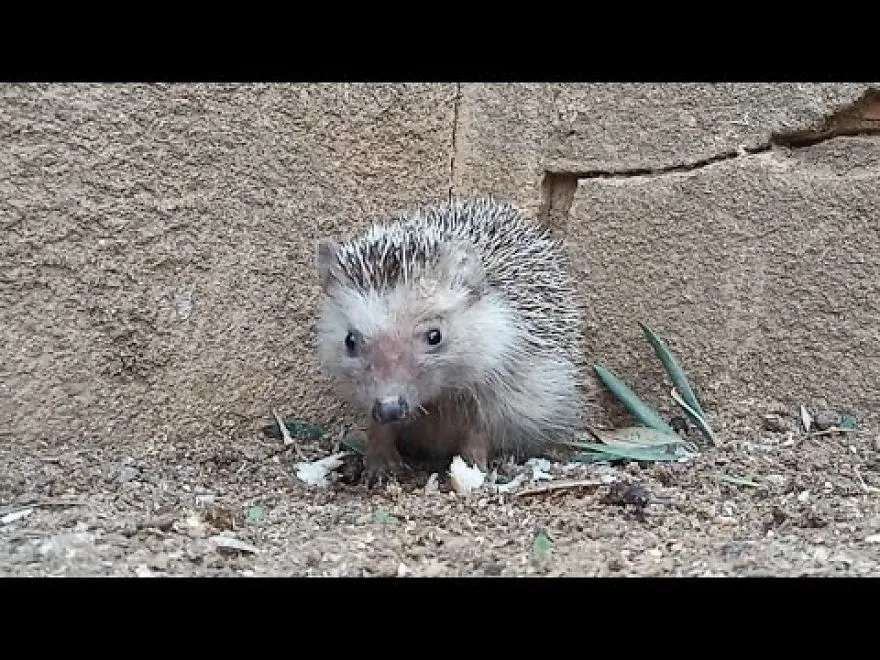 This Hedgehog Love Eating Bread