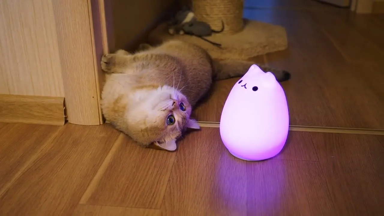 Funniest Cats Will Make Your Day Better