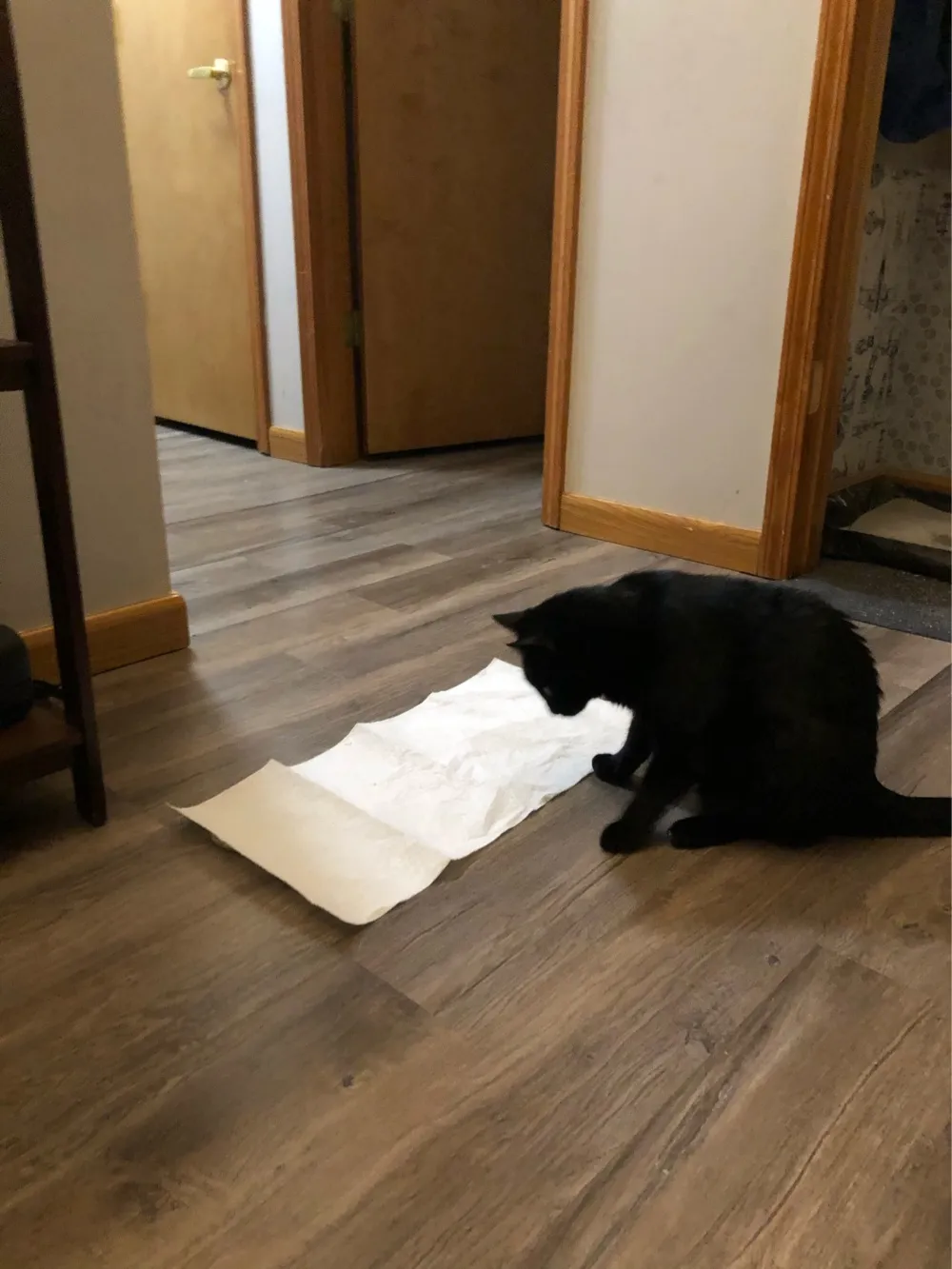 Kitty Retriever