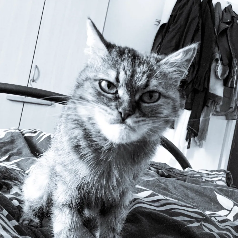 My Cat’s Passion In Life Is To Be Grumpy Everyday.