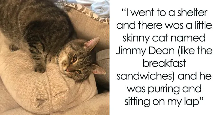 Woman Posts A Story About Adopting A Cat Named After A Breakfast Sandwich, It Goes Viral