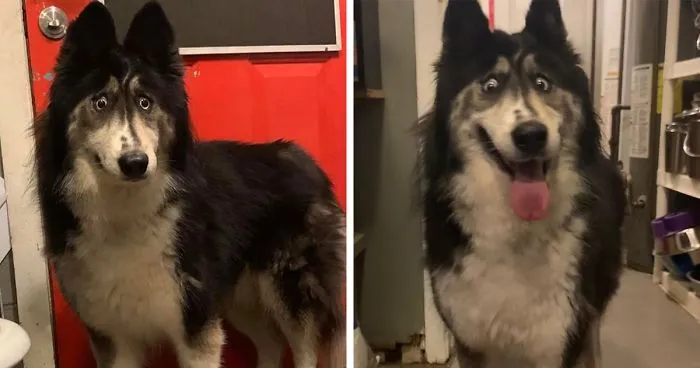 This Husky Who Was Rejected By A Breeder Because Of Her Funny Looks Is Now Going Viral
