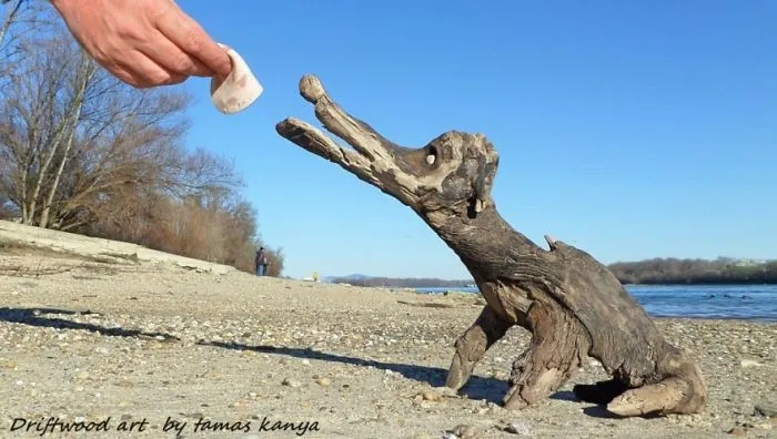 The Reincarnation Of Driftwood