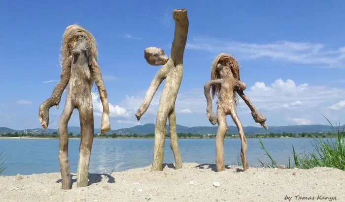 The Reincarnation Of Driftwood