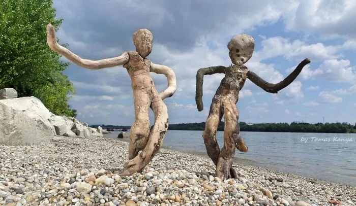 The Reincarnation Of Driftwood
