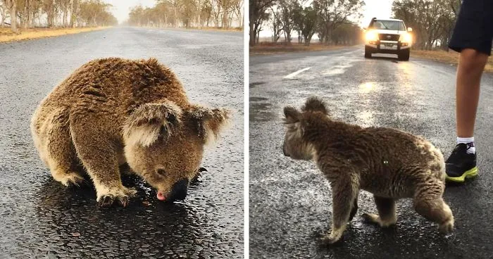 Thirsty Adorable Koala Comes Out For A Drink On The Road, Driver-By Stops To Help & Posts A Warning Online