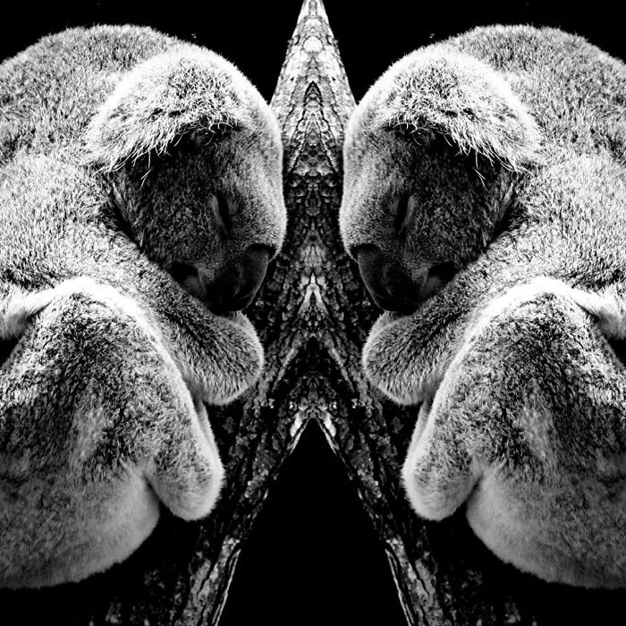 I Mirrored Koalas To Make People Reflect
