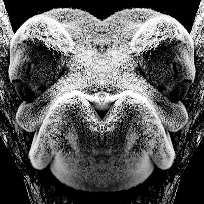 I Mirrored Koalas To Make People Reflect