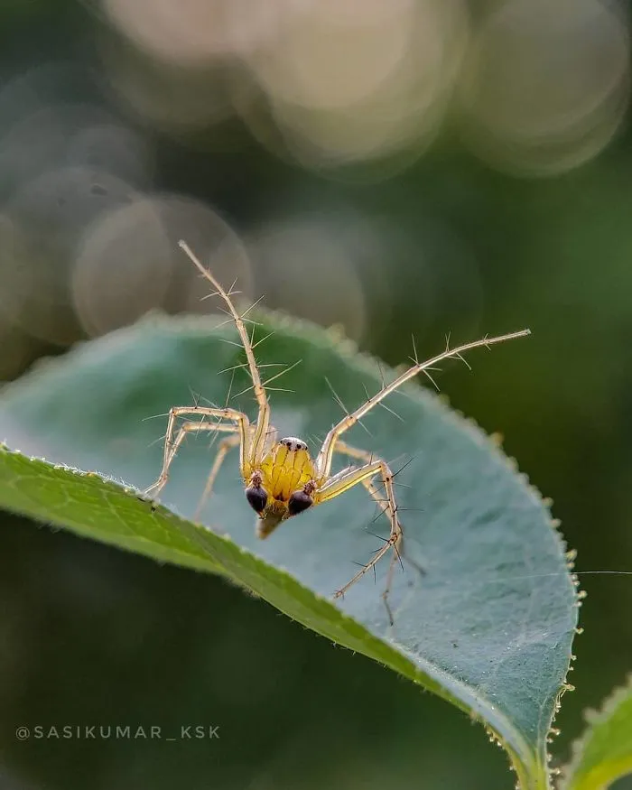 20-Year-Old Indian Guy Takes Incredible Macro Pics Using His Smartphone, Shows How You Could Do It Too (30 Pics)