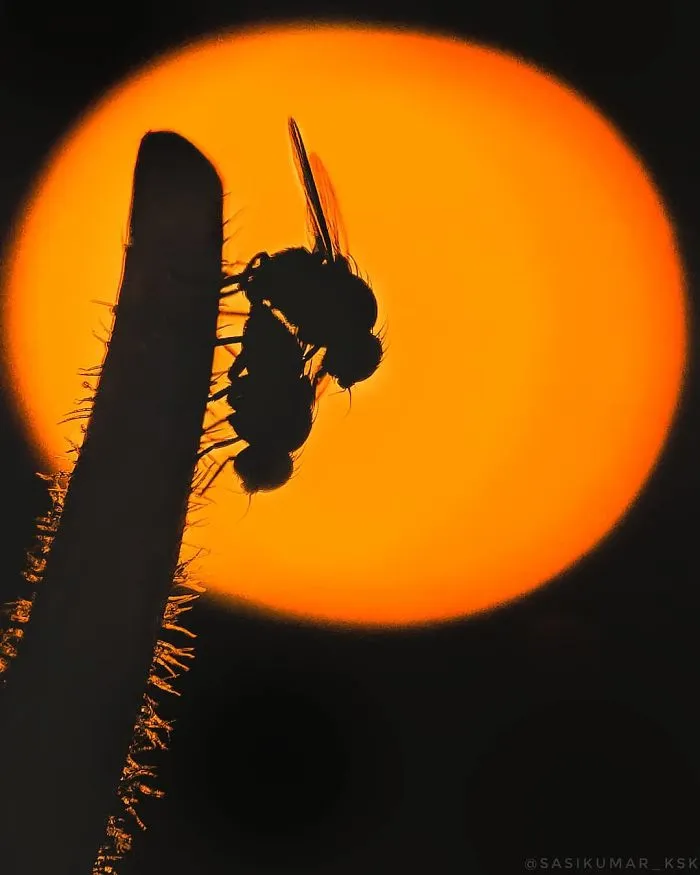 20-Year-Old Indian Guy Takes Incredible Macro Pics Using His Smartphone, Shows How You Could Do It Too (30 Pics)