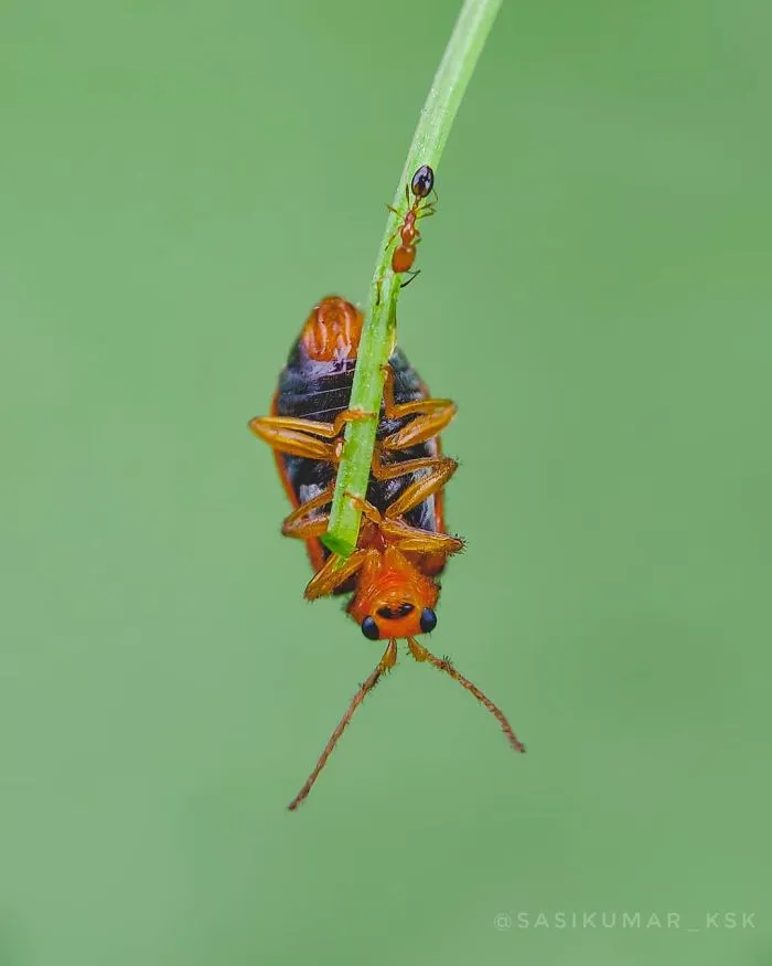 20-Year-Old Indian Guy Takes Incredible Macro Pics Using His Smartphone, Shows How You Could Do It Too (30 Pics)