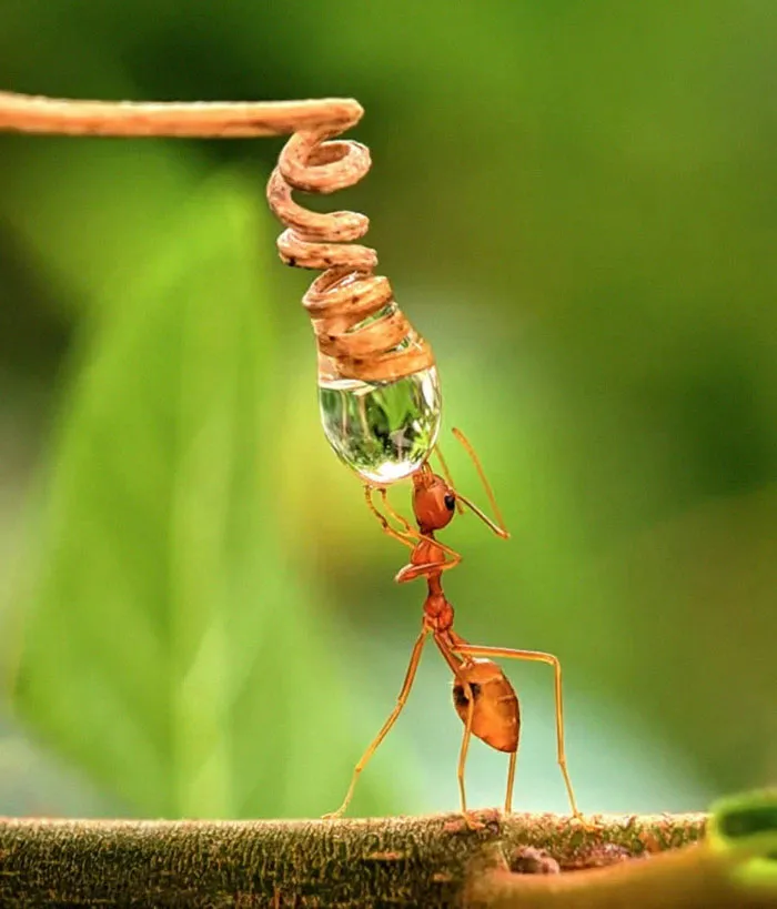 Macro-Smartphone-Photos-Indian-Photographer-Sasi-Kumar