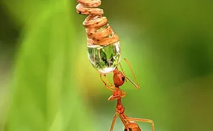 20-Year-Old Indian Guy Takes Incredible Macro Pics Using His Smartphone, Shows How You Could Do It Too (30 Pics)