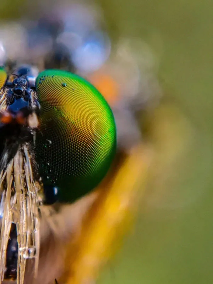20-Year-Old Indian Guy Takes Incredible Macro Pics Using His Smartphone, Shows How You Could Do It Too (30 Pics)