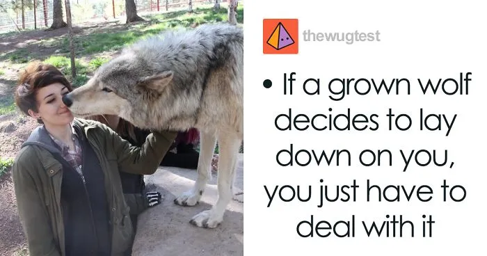 Someone Who Got To Know Wolves Lists The Things We Might Not Know About Them