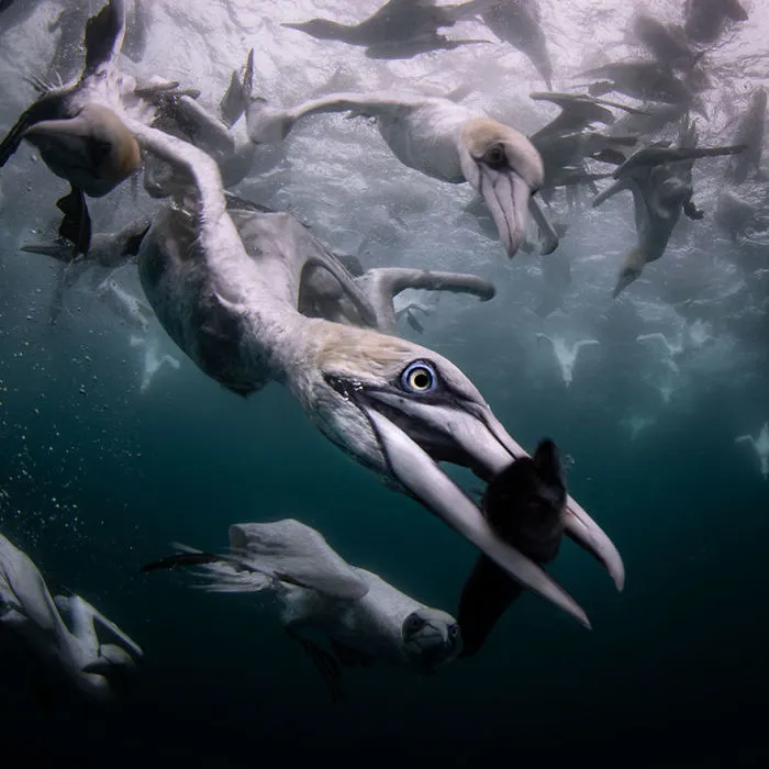 4th Place - Johan Sundelin - Coldwater Category - "Catch"