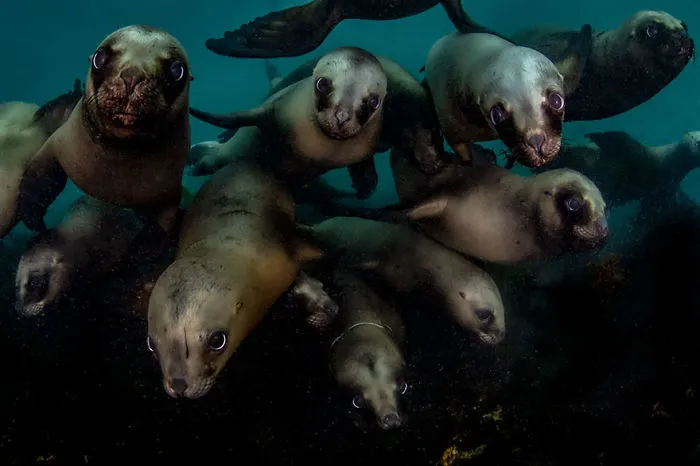 Honorable Mention - Celia Kujala - Coldwater Category - "Welcoming Committee"